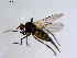  ( - 10PROBE-08717)  @13 [ ] CreativeCommons - Attribution (2011) CBG Photography Group Centre for Biodiversity Genomics
