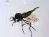  ( - 10PROBE-08720)  @13 [ ] CreativeCommons - Attribution (2011) CBG Photography Group Centre for Biodiversity Genomics