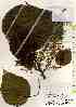  (Macaranga tanarius var. tomentosa - TW017380)  @11 [ ] Copyright (2021) Unspecified Forestry and Forest Products Research Institute
