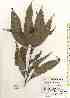  ( - TW017425)  @11 [ ] Copyright (2021) Unspecified Forestry and Forest Products Research Institute