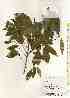  ( - TW017435)  @11 [ ] Copyright (2021) Unspecified Forestry and Forest Products Research Institute