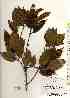  ( - TW017436)  @11 [ ] Copyright (2021) Unspecified Forestry and Forest Products Research Institute
