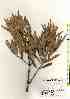  ( - TW017439)  @11 [ ] Copyright (2021) Unspecified Forestry and Forest Products Research Institute