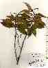  ( - TW017447)  @11 [ ] Copyright (2021) Unspecified Forestry and Forest Products Research Institute