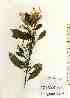  (Hydrangea chinensis var. yayeyamensis - TW017453)  @11 [ ] Copyright (2021) Unspecified Forestry and Forest Products Research Institute