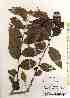  (Phyllanthus keelungensis - TW017460)  @11 [ ] Copyright (2021) Unspecified Forestry and Forest Products Research Institute