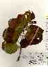 ( - TW017471)  @11 [ ] Copyright (2021) Unspecified Forestry and Forest Products Research Institute