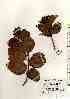  ( - TW017483)  @11 [ ] Copyright (2021) Unspecified Forestry and Forest Products Research Institute