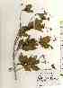  ( - TW017485)  @11 [ ] Copyright (2021) Unspecified Forestry and Forest Products Research Institute