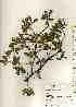  ( - TW017497)  @11 [ ] Copyright (2021) Unspecified Forestry and Forest Products Research Institute
