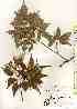  ( - TW017499)  @11 [ ] Copyright (2021) Unspecified Forestry and Forest Products Research Institute