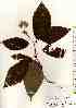 ( - TW017504)  @11 [ ] Copyright (2021) Unspecified Forestry and Forest Products Research Institute