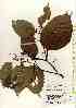  ( - TW017515)  @11 [ ] Copyright (2021) Unspecified Forestry and Forest Products Research Institute