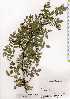  ( - TW017526)  @11 [ ] Copyright (2021) Unspecified Forestry and Forest Products Research Institute