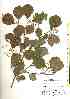  ( - TW017538)  @11 [ ] Copyright (2021) Unspecified Forestry and Forest Products Research Institute