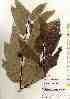  ( - TW017540)  @11 [ ] Copyright (2021) Unspecified Forestry and Forest Products Research Institute