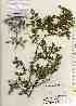  ( - TW017545)  @11 [ ] Copyright (2021) Unspecified Forestry and Forest Products Research Institute