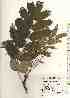  ( - TW017551)  @11 [ ] Copyright (2021) Unspecified Forestry and Forest Products Research Institute