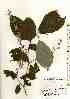  ( - TW017557)  @11 [ ] Copyright (2021) Unspecified Forestry and Forest Products Research Institute