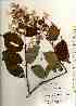  ( - TW017560)  @11 [ ] Copyright (2021) Unspecified Forestry and Forest Products Research Institute