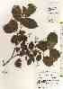  ( - TW017566)  @11 [ ] Copyright (2021) Unspecified Forestry and Forest Products Research Institute