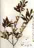  ( - TW017978)  @11 [ ] Copyright (2021) Unspecified Forestry and Forest Products Research Institute