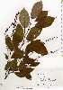  ( - TW017986)  @11 [ ] Copyright (2021) Unspecified Forestry and Forest Products Research Institute