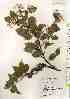  ( - TW017998)  @11 [ ] Copyright (2021) Unspecified Forestry and Forest Products Research Institute