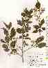  ( - TW017999)  @11 [ ] Copyright (2021) Unspecified Forestry and Forest Products Research Institute