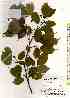  ( - TW018003)  @11 [ ] Copyright (2021) Unspecified Forestry and Forest Products Research Institute