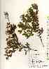  ( - TW018004)  @11 [ ] Copyright (2021) Unspecified Forestry and Forest Products Research Institute