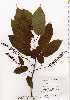  ( - TW018007)  @11 [ ] Copyright (2021) Unspecified Forestry and Forest Products Research Institute