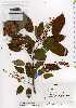  ( - TW018032)  @11 [ ] Copyright (2021) Unspecified Forestry and Forest Products Research Institute