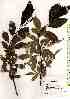  ( - TW018036)  @11 [ ] Copyright (2021) Unspecified Forestry and Forest Products Research Institute