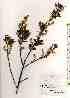  (Salix vulpina - TW018040)  @11 [ ] Copyright (2021) Unspecified Forestry and Forest Products Research Institute