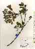  ( - TW018042)  @11 [ ] Copyright (2021) Unspecified Forestry and Forest Products Research Institute