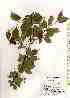  ( - TW018057)  @11 [ ] Copyright (2021) Unspecified Forestry and Forest Products Research Institute