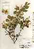  ( - TW018357)  @11 [ ] Copyright (2021) Unspecified Forestry and Forest Products Research Institute