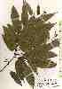  ( - TW018372)  @11 [ ] Copyright (2021) Unspecified Forestry and Forest Products Research Institute