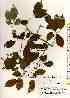  ( - TW018392)  @11 [ ] Copyright (2021) Unspecified Forestry and Forest Products Research Institute