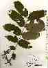  ( - TW018400)  @11 [ ] Copyright (2021) Unspecified Forestry and Forest Products Research Institute