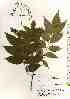  ( - TW018407)  @11 [ ] Copyright (2021) Unspecified Forestry and Forest Products Research Institute