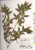  ( - TW018437)  @11 [ ] Copyright (2021) Unspecified Forestry and Forest Products Research Institute