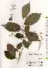  ( - TW018452)  @11 [ ] Copyright (2021) Unspecified Forestry and Forest Products Research Institute