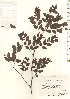  ( - TW018456)  @11 [ ] Copyright (2021) Unspecified Forestry and Forest Products Research Institute