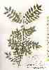  ( - TW018463)  @11 [ ] Copyright (2021) Unspecified Forestry and Forest Products Research Institute