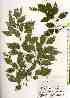  ( - TW018469)  @11 [ ] Copyright (2021) Unspecified Forestry and Forest Products Research Institute