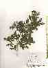  (Zabelia integrifolia - TW018482)  @11 [ ] Copyright (2021) Unspecified Forestry and Forest Products Research Institute