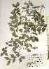 (Abelia tetrasepala - TW018484)  @11 [ ] Copyright (2021) Unspecified Forestry and Forest Products Research Institute