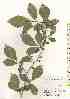  ( - TW018496)  @11 [ ] Copyright (2021) Unspecified Forestry and Forest Products Research Institute